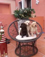 Trois belles chiots Labrador pour l'adoption!