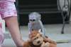 ludique et belle singe capucin pour adoption - photo 1