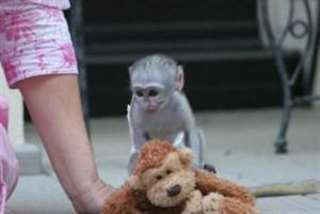 ludique et belle singe capucin pour adoption
