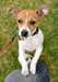 Adorables chiots jack russel tres mignon pour adop - photo 1