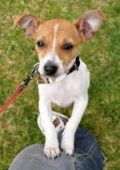 Adorables chiots jack russel tres mignon pour adop