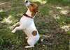 Adorables chiots jack russel tres mignon pour adop - photo 1