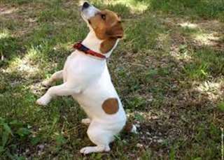 Adorables chiots jack russel tres mignon pour adop