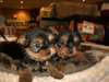 Deux magnifiques chiots yorkie pour adoption - photo 1