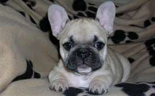 2 chiot Bouledogue Français disponibles