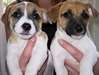 Sublimes Chiots Jack Russel Pure Race disponibles - photo 1