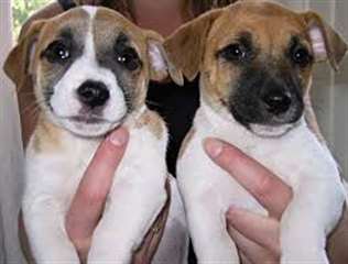 Sublimes Chiots Jack Russel Pure Race disponibles