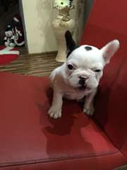 French Bulldog Femal Ready to go Now