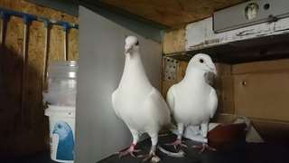 pigeons blancs &#233;tonnants disponibles