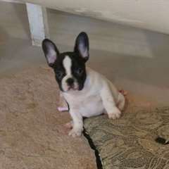 bouledogue françaisprêts pour leur nouvelle maison