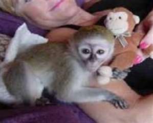 Adorables B&#233;b&#233;s Singe Capucin pour adoption