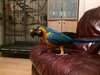 Oiseaux ara a vendre - photo 2