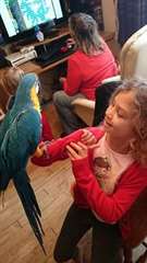 Oiseaux ara a vendre