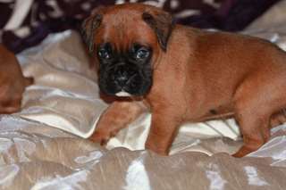 chiots Boxer pour amoureux de l'animal decompagnie