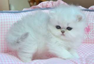 chatons persan chinchilla