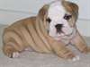 Superbe 4 Bulldogs anglais chiots disponibles - photo 1
