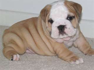 Superbe 4 Bulldogs anglais chiots disponibles
