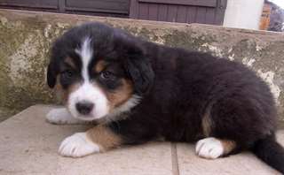 chiot Berger australien femelle non lof a c&#233;der