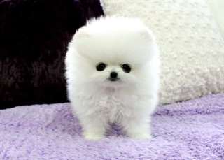 Chiots type poméranien