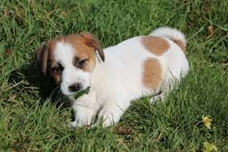chiots Jack Russell à donner