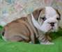 Bulldog Anglais - photo 2