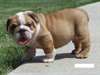 Bulldog Anglais - photo 3