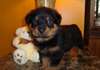 chiots rottweiler  masculins et féminins. - photo 1