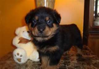 chiots rottweiler  masculins et féminins.