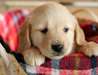 Golden Retriever pour adoption - photo 1