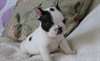 Chiot Femelle bouledogue Français à donner - photo 1