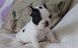 Chiot Femelle bouledogue Français à donner