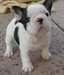 cachorro bulldog francés para adopción - photo 1