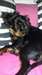 Magnifique cavalier king charles - photo 1