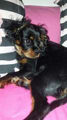 Magnifique cavalier king charles