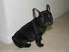 chiots bouledogue francais - photo 1