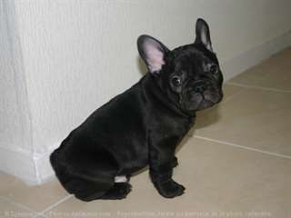 chiots bouledogue francais