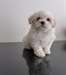 Adorables Bichon Maltais - photo 1