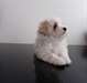 Adorables Bichon Maltais - photo 2