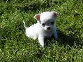 Femelle chihuahua &#224; donner