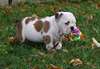 chiots bouledogue anglais à donner - photo 1