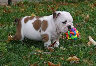 chiots bouledogue anglais à donner