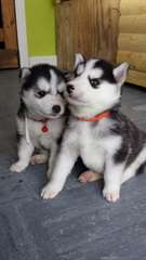 Pure Race complète Pedigree Sibérie Husky Pups