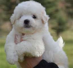 a donner chiot type bichon maltais non lof
