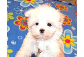 je donne mes chiots bichon maltais