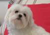 JOLIES CHIOTS BICHON MALTAIS DIEPONIBLES - photo 1