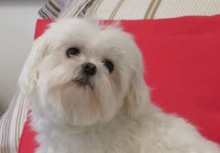 JOLIES CHIOTS BICHON MALTAIS DIEPONIBLES