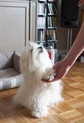 SUPERBE CHIOTS BICHON MALTAIS