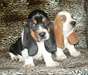 Chiots basset hound lof disponible - photo 1