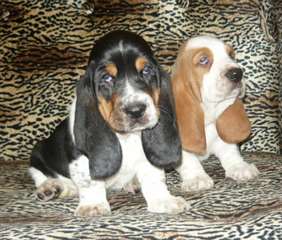 Chiots basset hound lof disponible