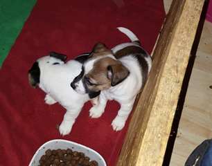 Chiots Jack Russel santé et à domicile formés (hom